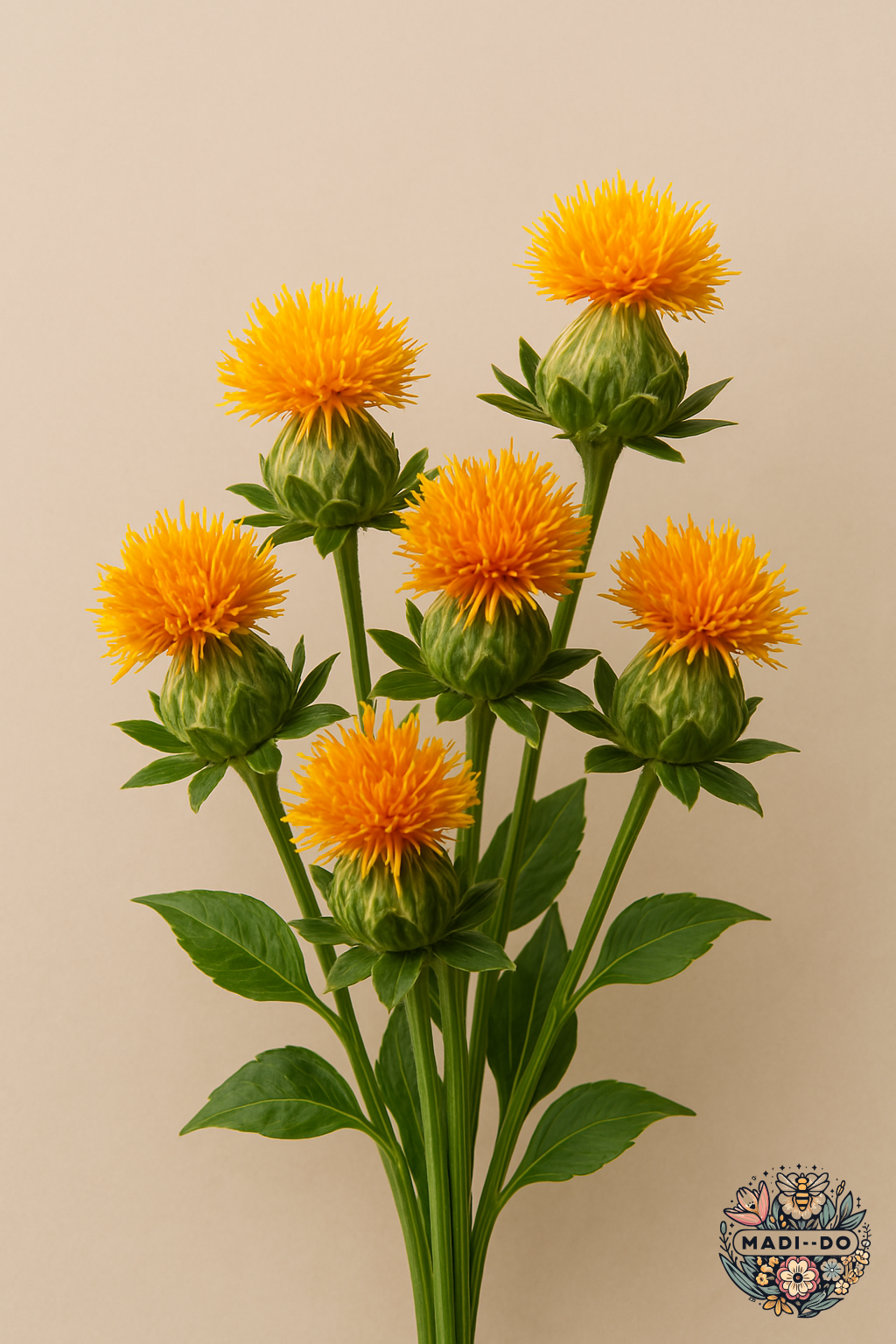 Safflower