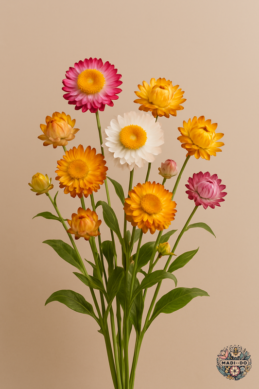 Strawflower 'Seashells Mix'