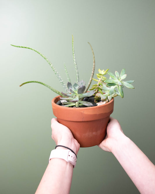 6" Succulent Garden with Aloe