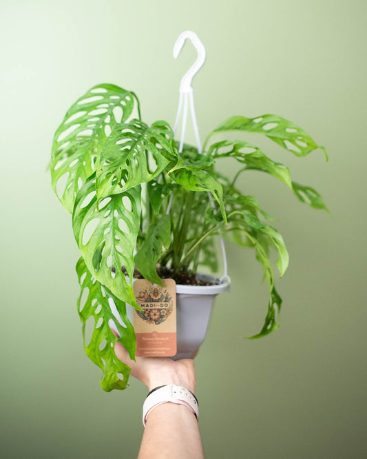 Monstera adansonii 'Swiss Cheese Plant' - 6" Hanging Basket