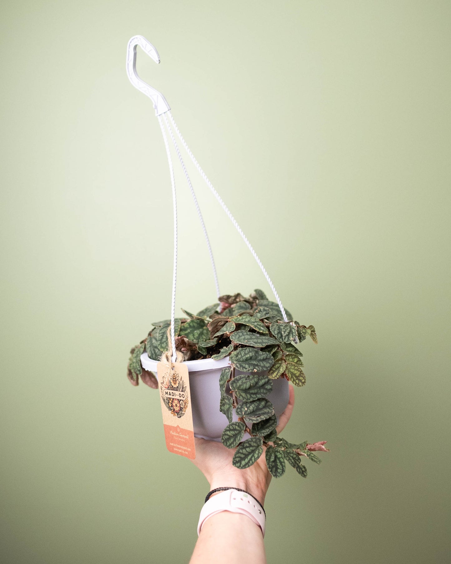 Pellionia pulchra 'Watermelon Vine' - 6" Hanging Basket