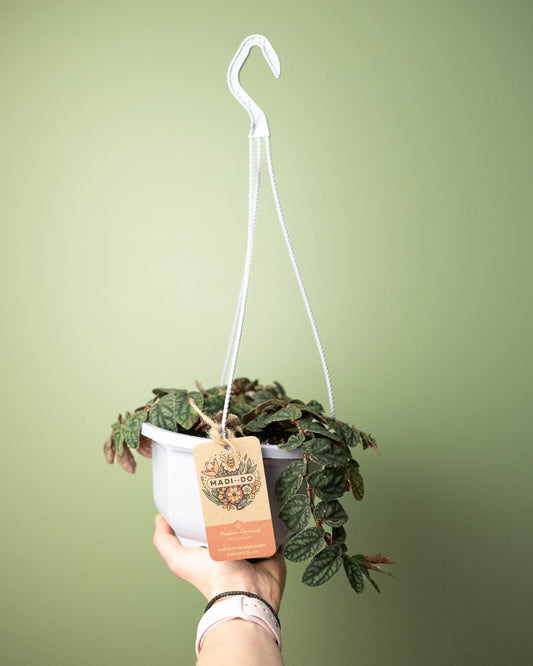 Pellionia pulchra 'Watermelon Vine' - 6" Hanging Basket